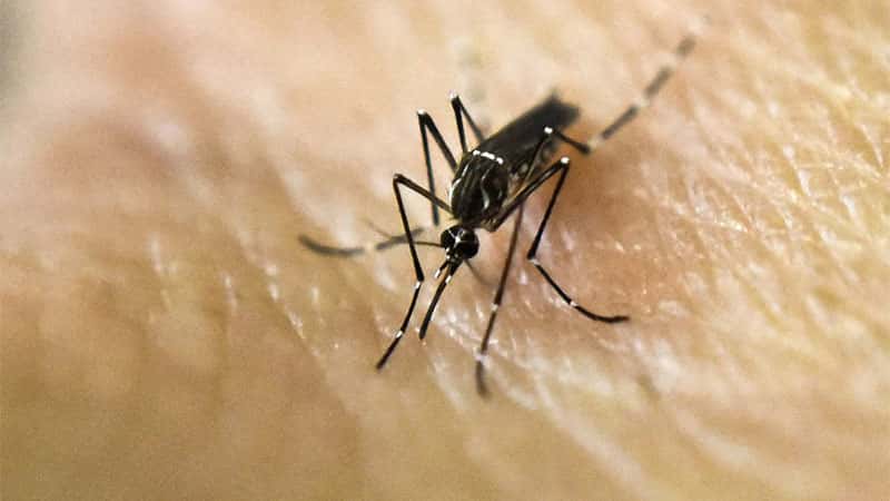 Confirmaron el segundo fallecimiento por dengue en Entre Ríos